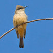 Say's Phoebe